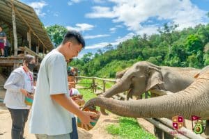 elephant camp chiang mai