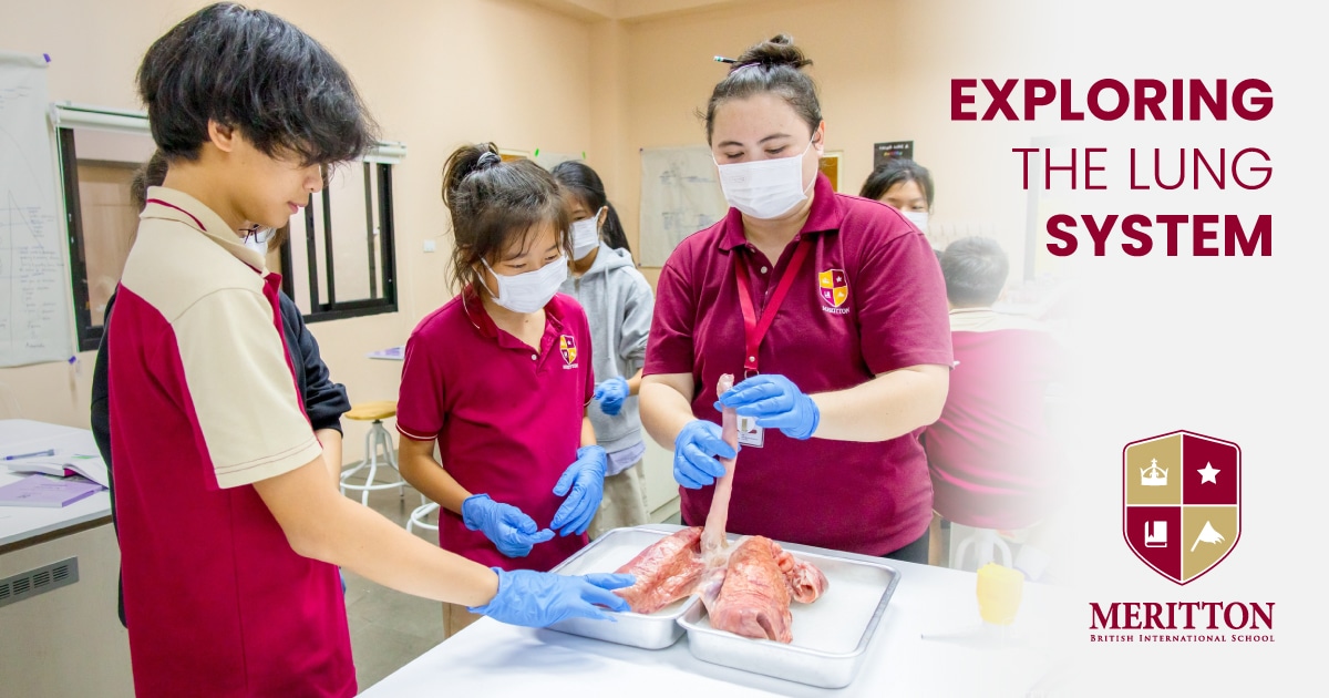 Exploring the Lung System